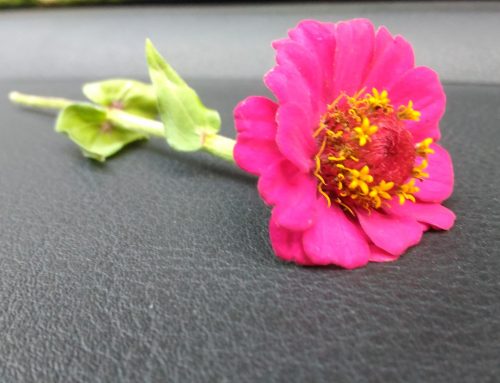 Empatia, quel fiore che spunta inaspettato