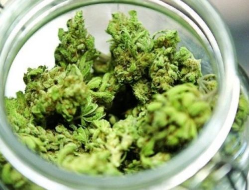 Cannabis: speranze, confusione e verità ‘amare’